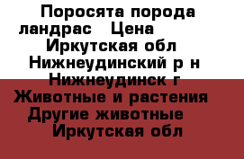 Поросята порода ландрас › Цена ­ 4 000 - Иркутская обл., Нижнеудинский р-н, Нижнеудинск г. Животные и растения » Другие животные   . Иркутская обл.